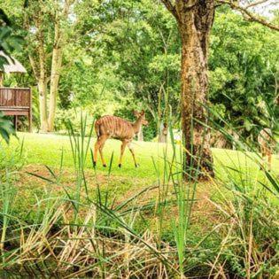 Inyamatane Luxury At Kruger Park Alojamento de Turismo Selvagem